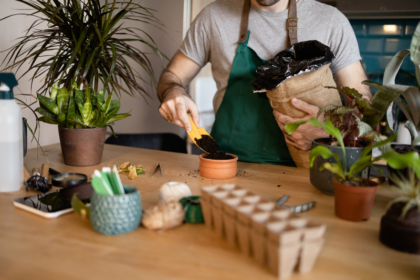 potting plants